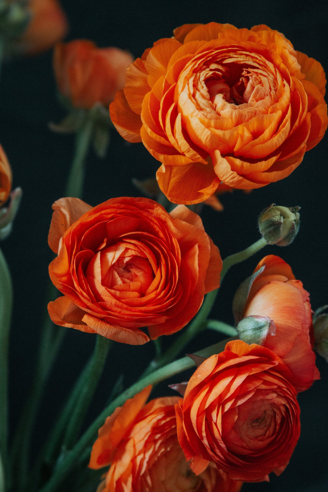 Ranunculus & Anemone Corms