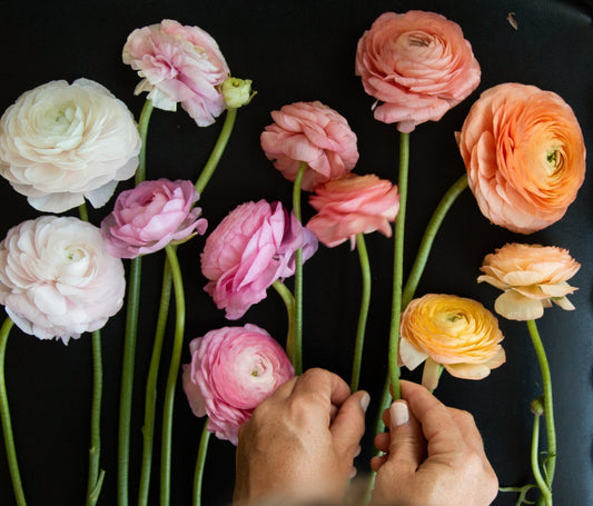 Are All Ranunculus Created Equal?