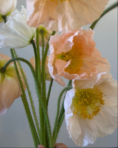 Hummingbird Poppy Mix