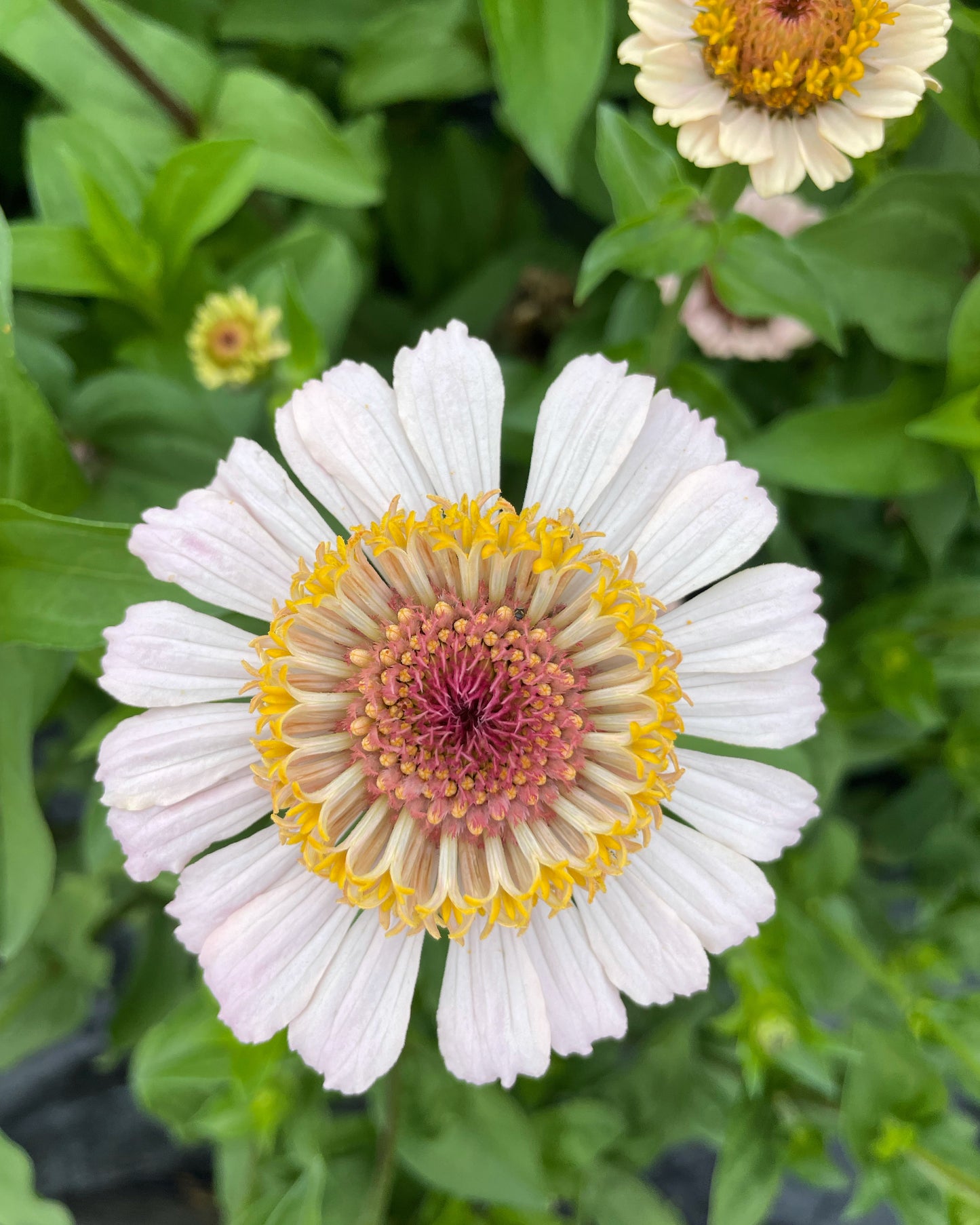 The Dahlia House Mix Zinna Seed