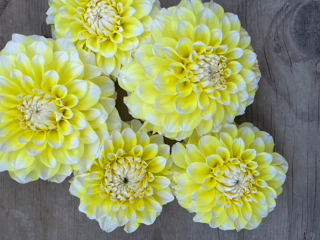 Korb Yellow Highlight