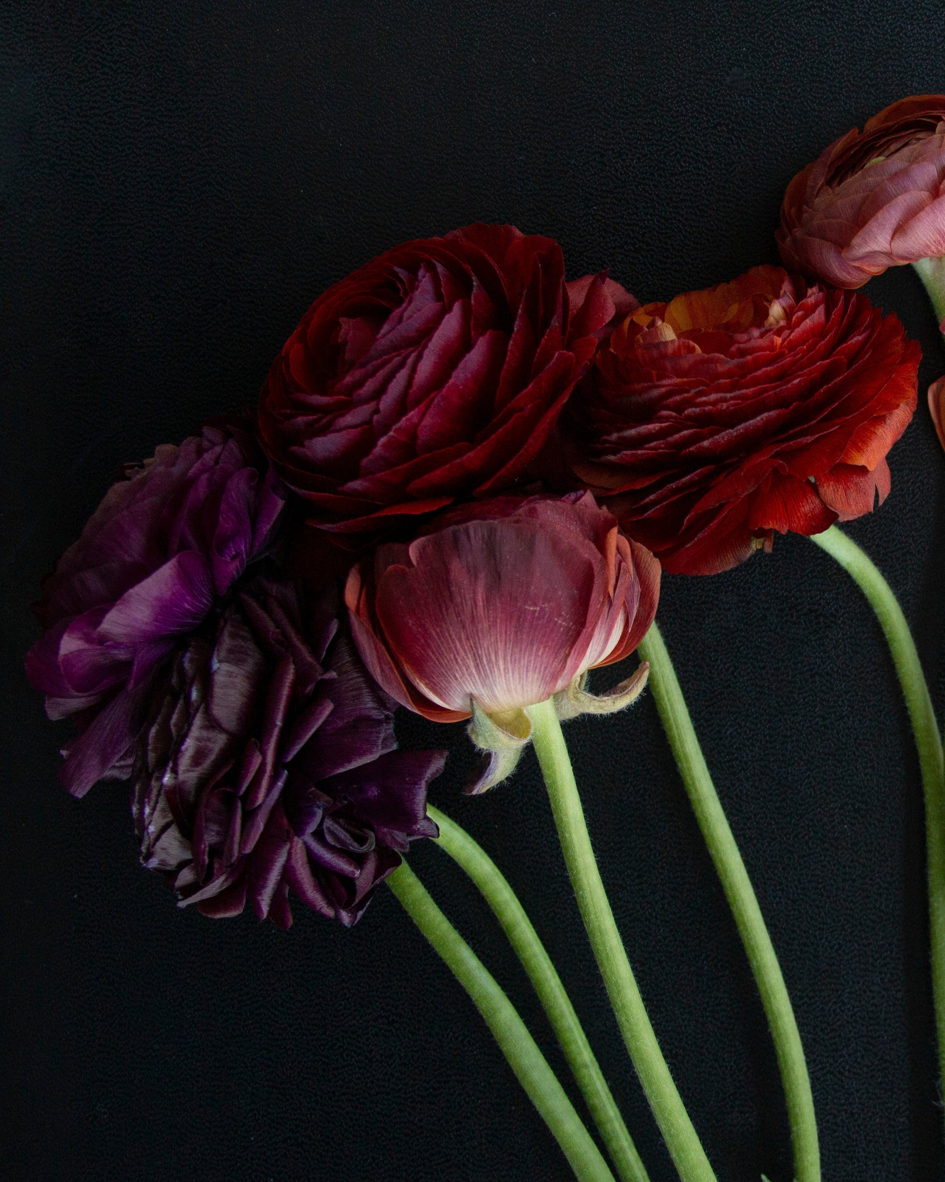 A cluster of dark-toned ranunculus flowers with green stems against a solid black background. The blooms show deep burgundy, plum purple, and muted rose-red tones.
