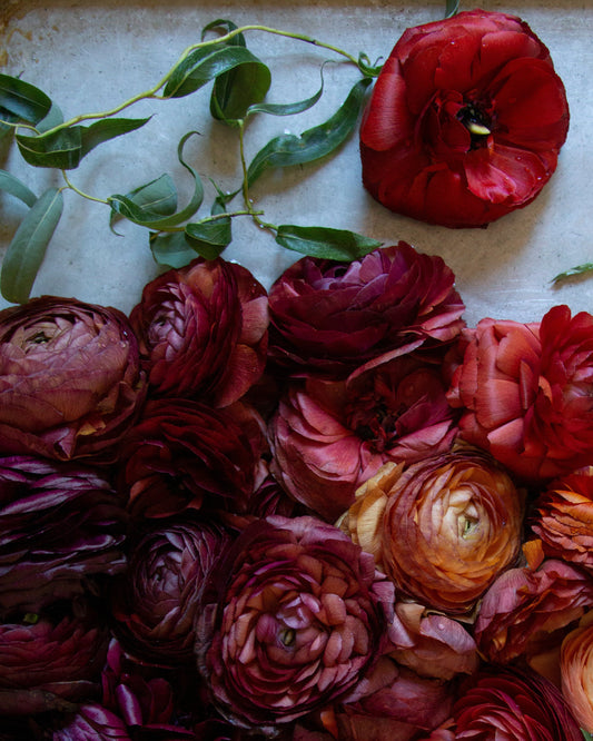 A close-up flat lay of dried or wilting ranunculus flowers in deep reds, burgundy, plum, and muted orange tones, with a few green leaves visible on the left against a pale surface.