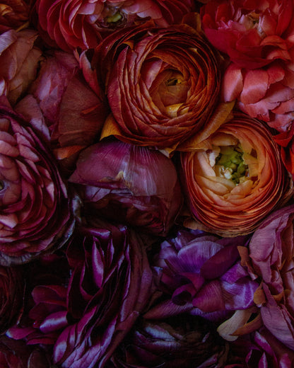 A close-up arrangement of layered ranunculus flowers in rich burgundy, plum purple, and deep red tones.