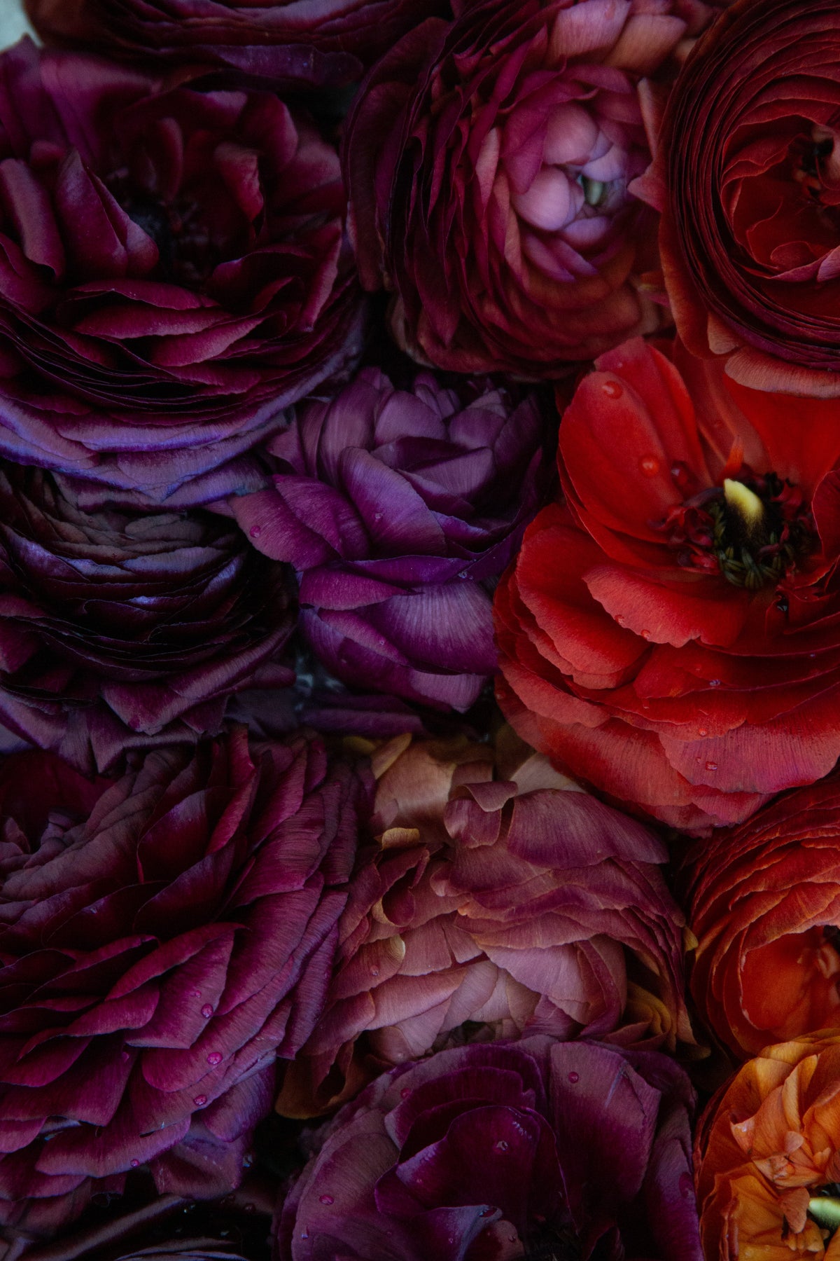 Ranunculus Bella Notte Mix