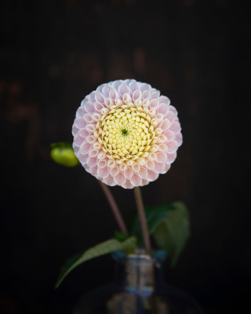 Single flower with a gradient from white to yellow in a dark setting