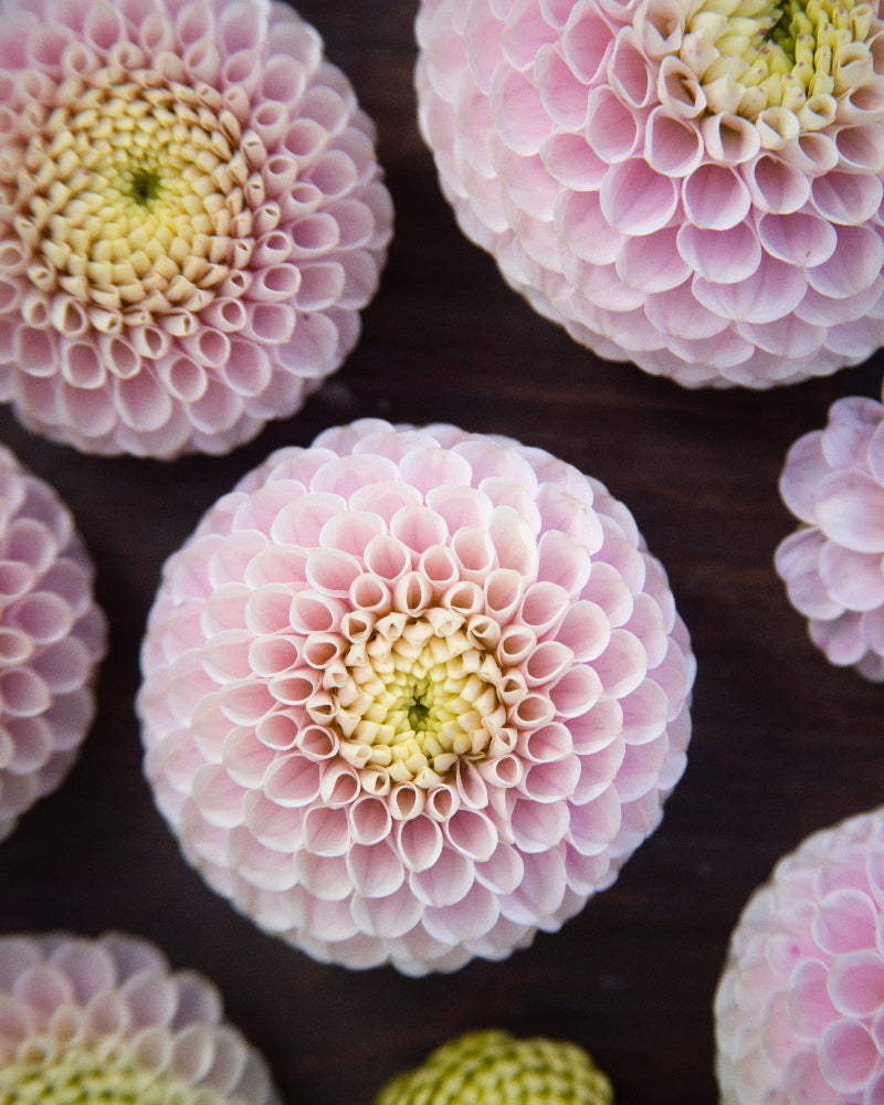 Close-up of pink and yellow flowers on a dark background