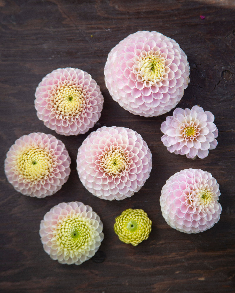 Pink and yellow flowers arranged on a dark wooden surface