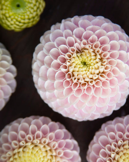 Close-up of pink and yellow flowers with a dark background
