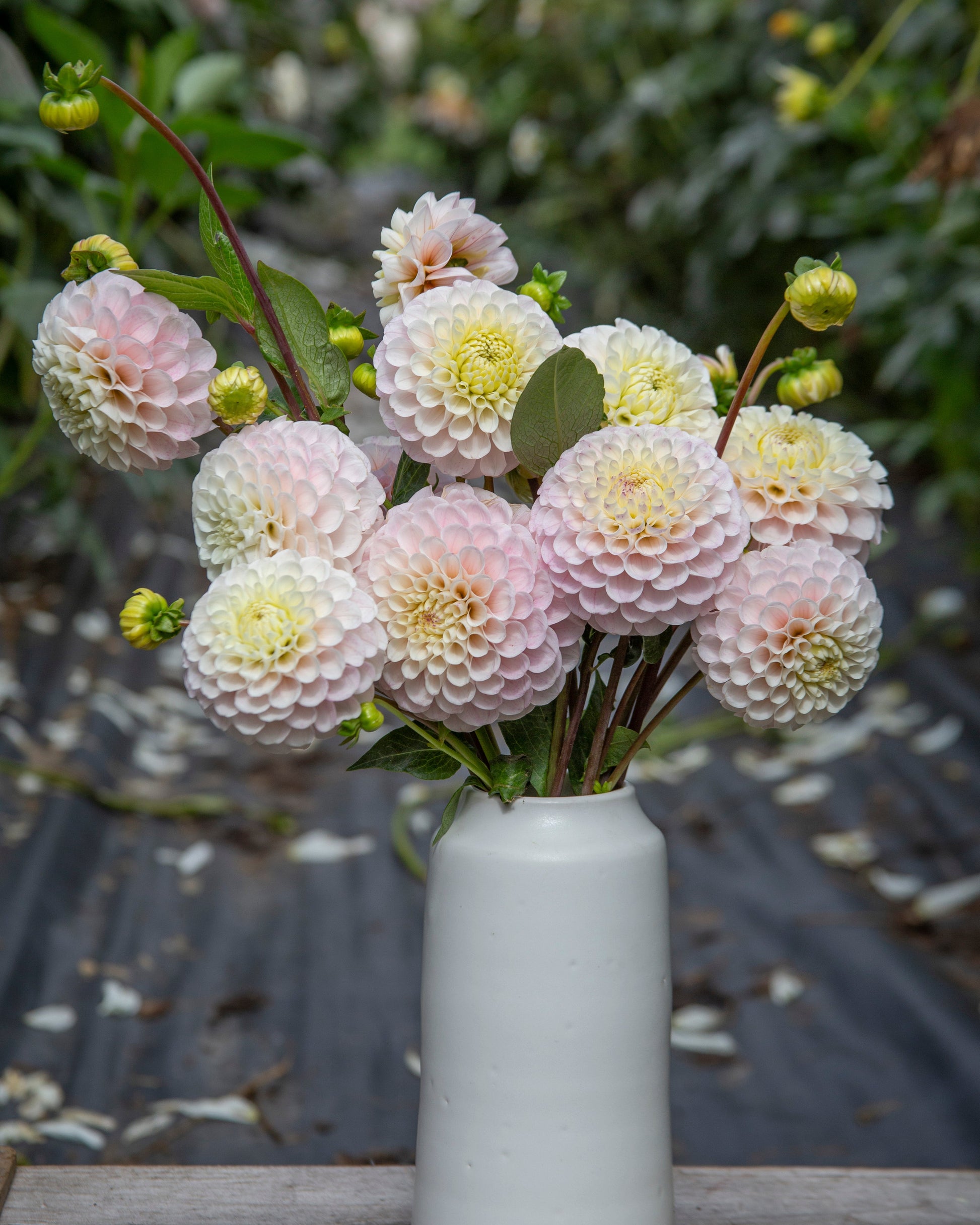 Bouquet of light pink and white flowers in a white vase on a wooden surface with a blurred natural background.
