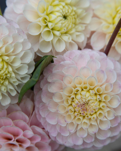 Close-up of light pink and white dahlias with a blurred background