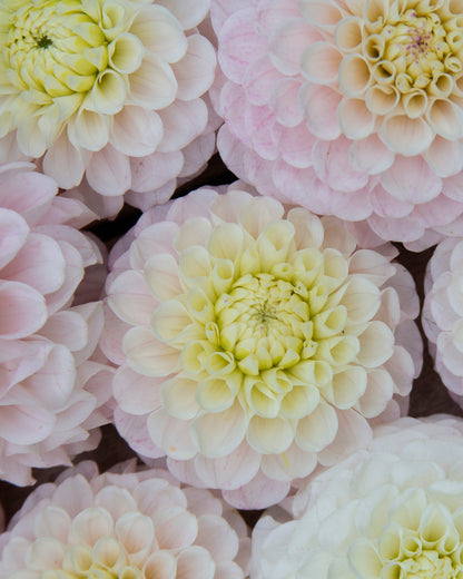 Close-up of light pink and yellow flowers with a soft focus background