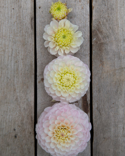 Four flowers of varying sizes arranged on a wooden surface