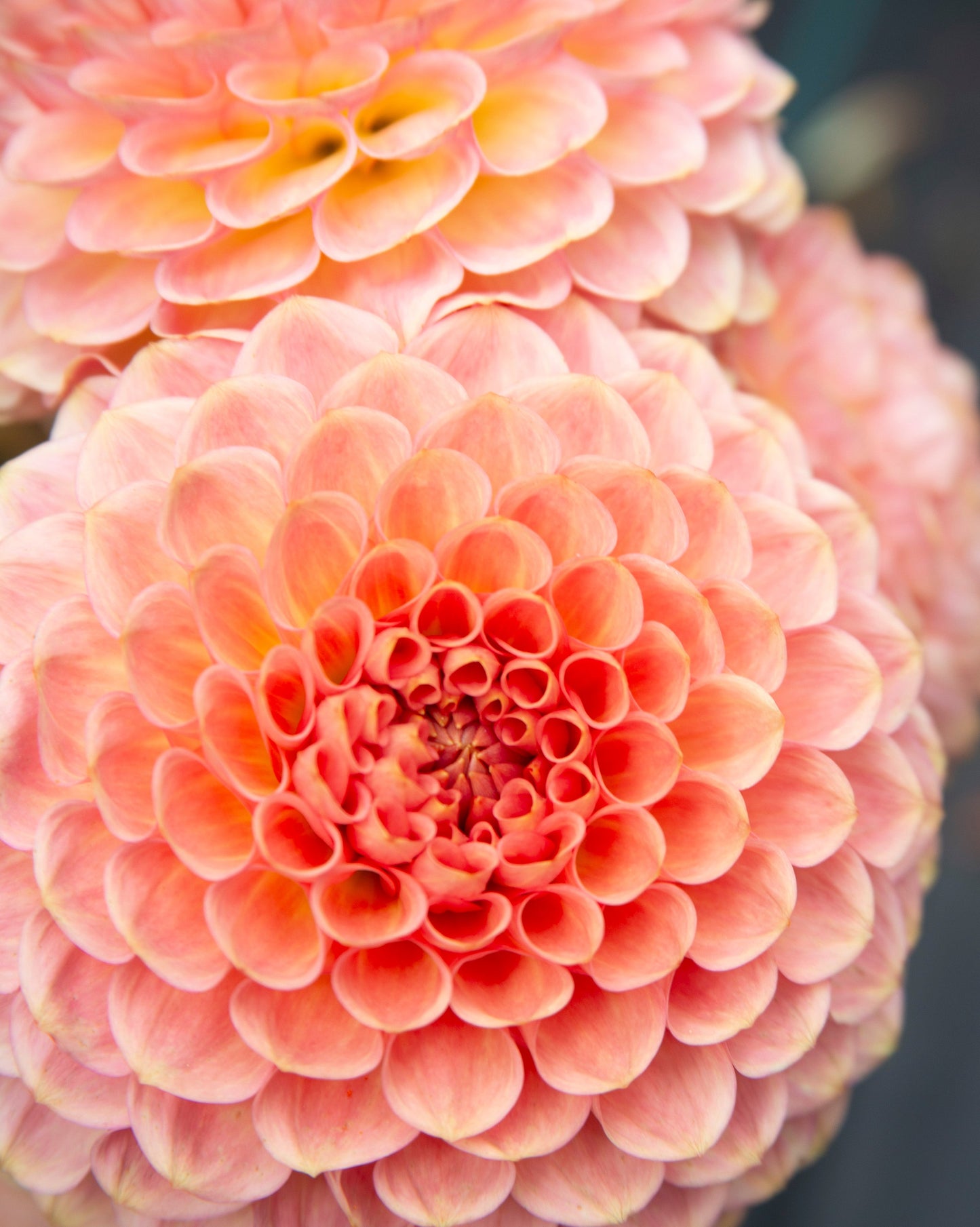 Close-up of a pink flower with a blurred background