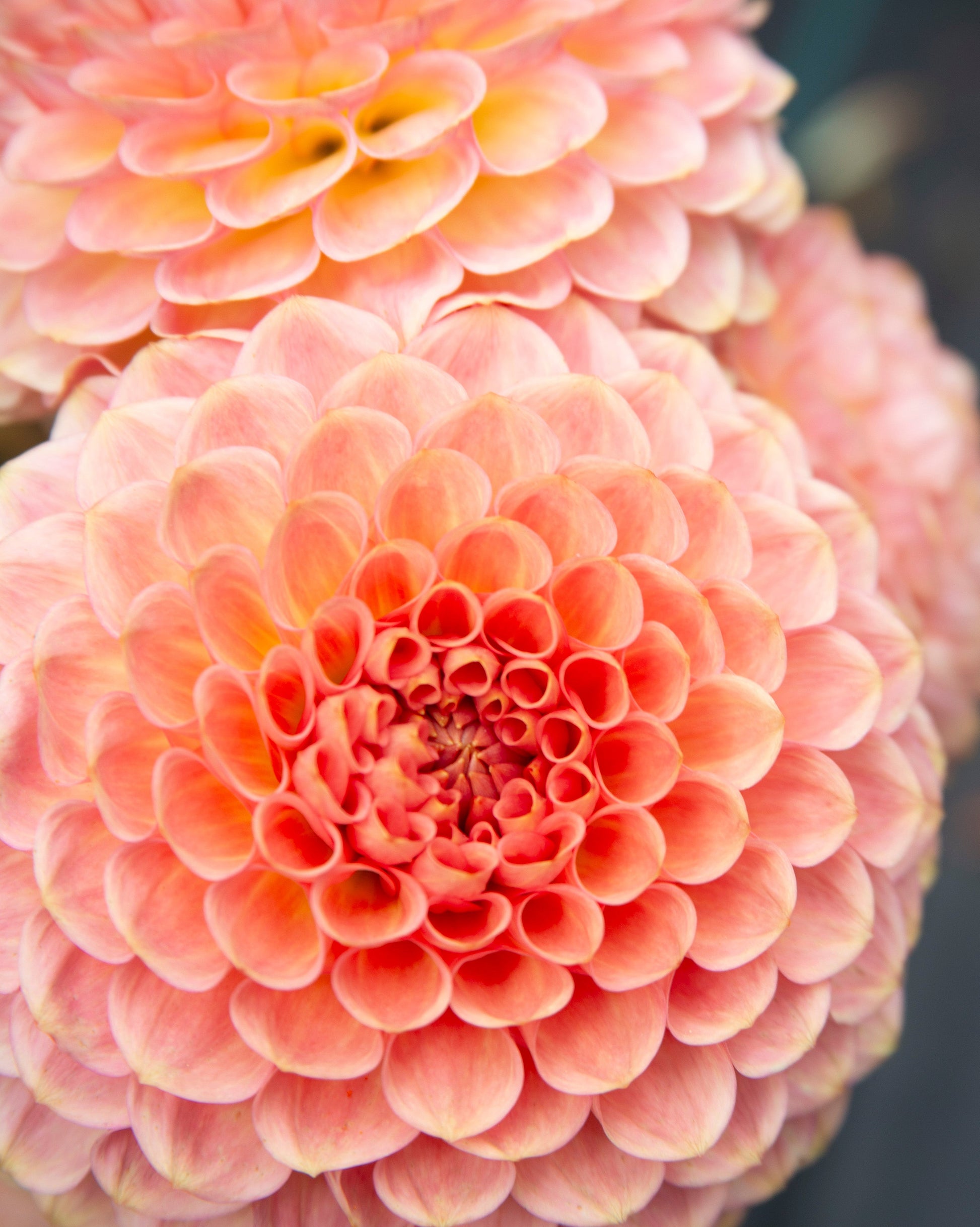 Close-up of a pink flower with a blurred background