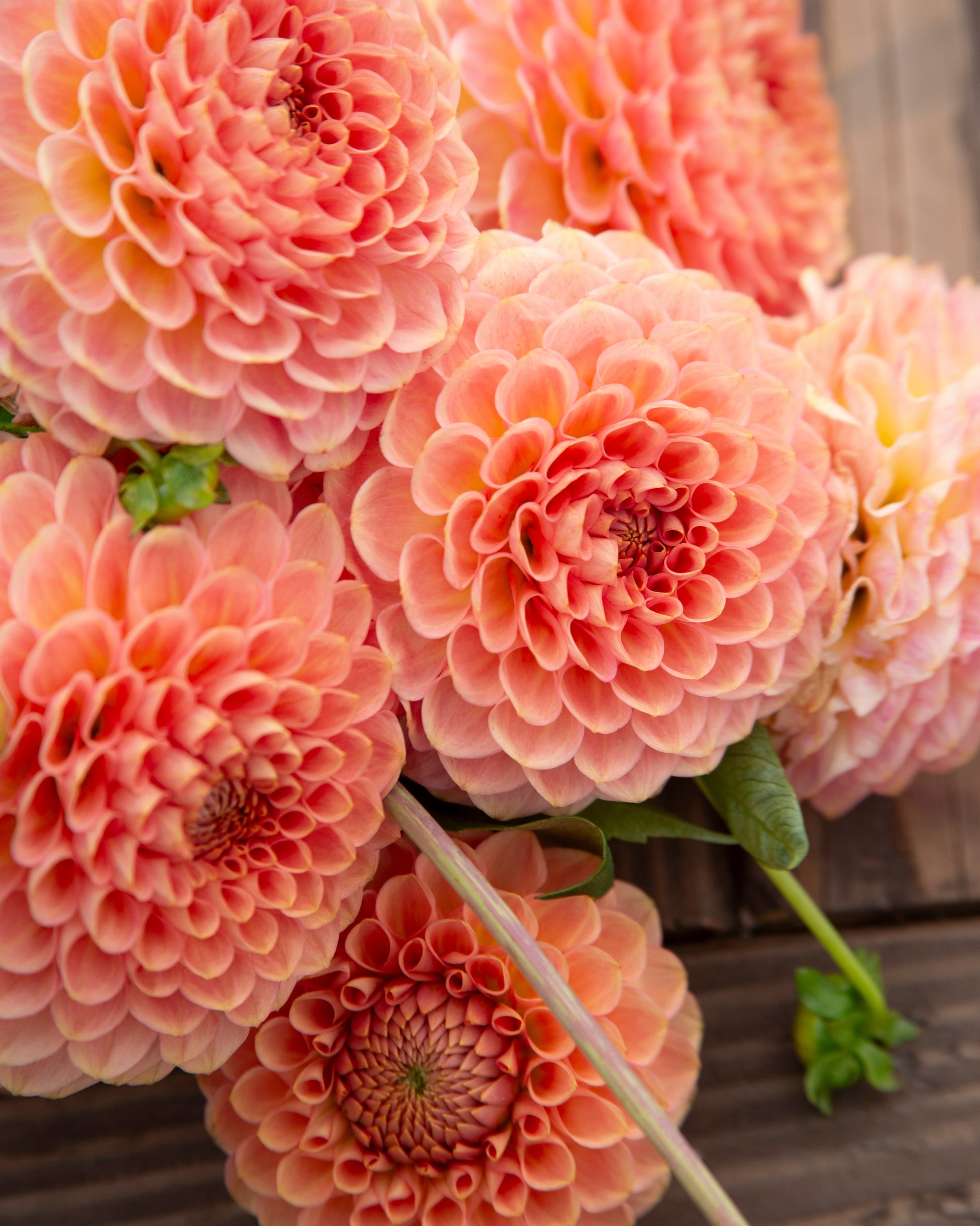 Close-up of pink dahlias with a blurred background
