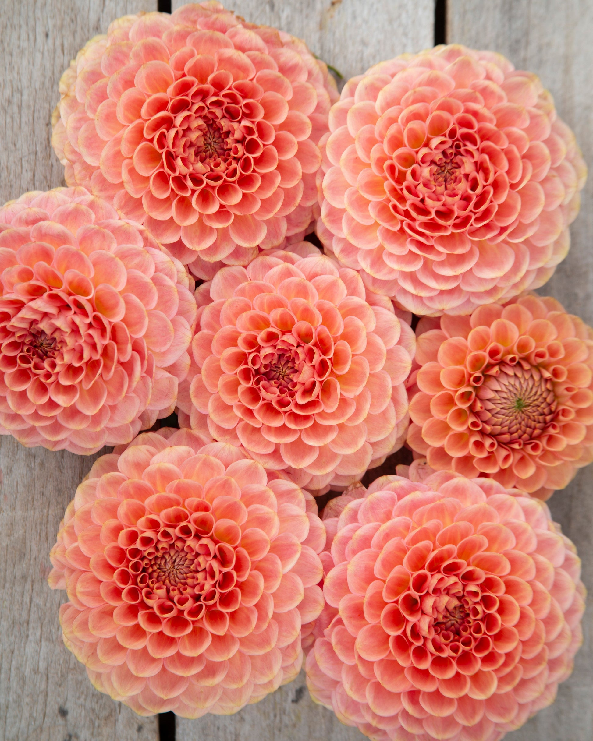 Pink flowers arranged on a wooden surface