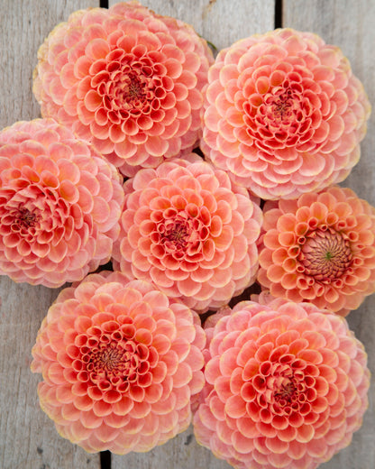Pink flowers arranged on a wooden surface