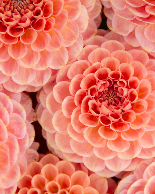 Close-up of pink dahlias with a soft focus background