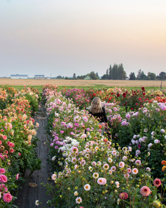 Flower Field Day - September 6th