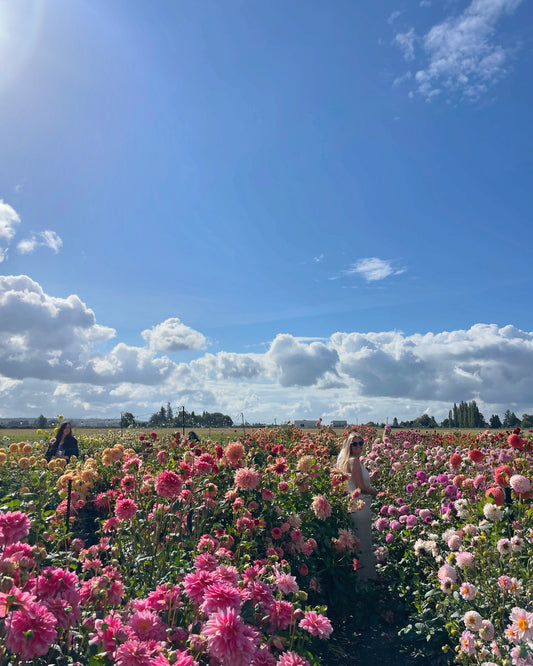 Flower Field Day: SUNDAY 1PM or 3:30PM