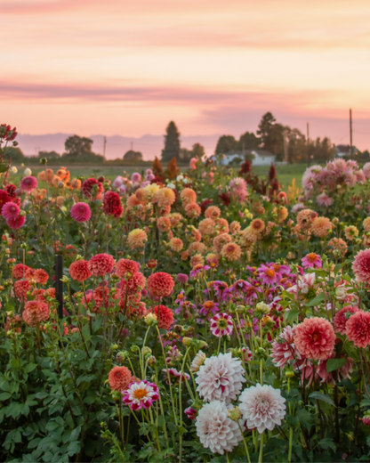 The Flower Field at Golden Hour: SUNDAY 6PM