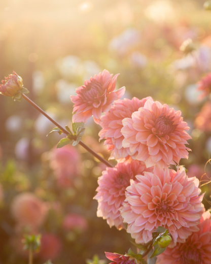 4 Day Flower Retreat: