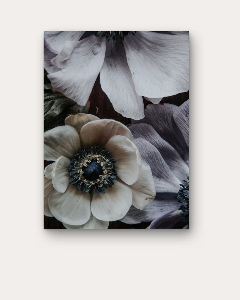 Anemone in Low Light Print