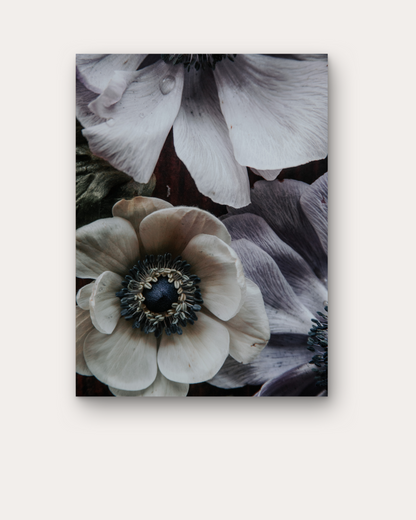 Anemone in Low Light Print