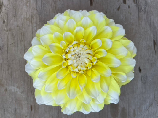 Korb Yellow Highlight