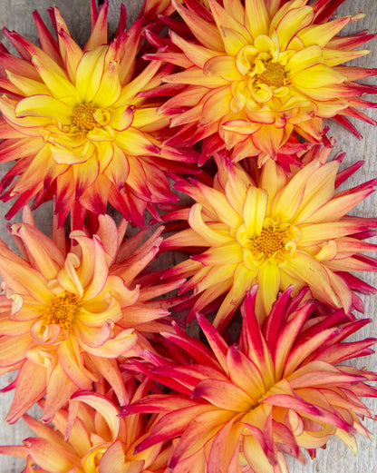 Bouquet of red and yellow flowers on a wooden surface