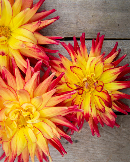Three yellow and red flowers on a wooden surface