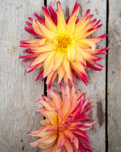 Two pink and yellow flowers on a wooden surface