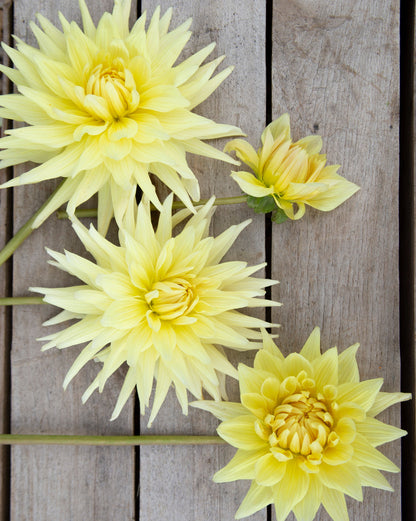 Three yellow flowers on a wooden surface