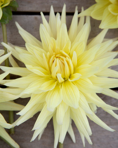 Close-up of a light yellow flower with a blurred background