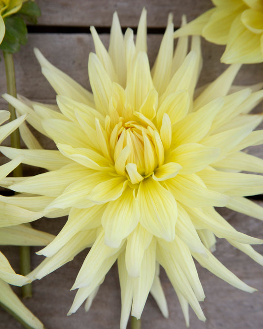 Close-up of a light yellow flower with a blurred background
