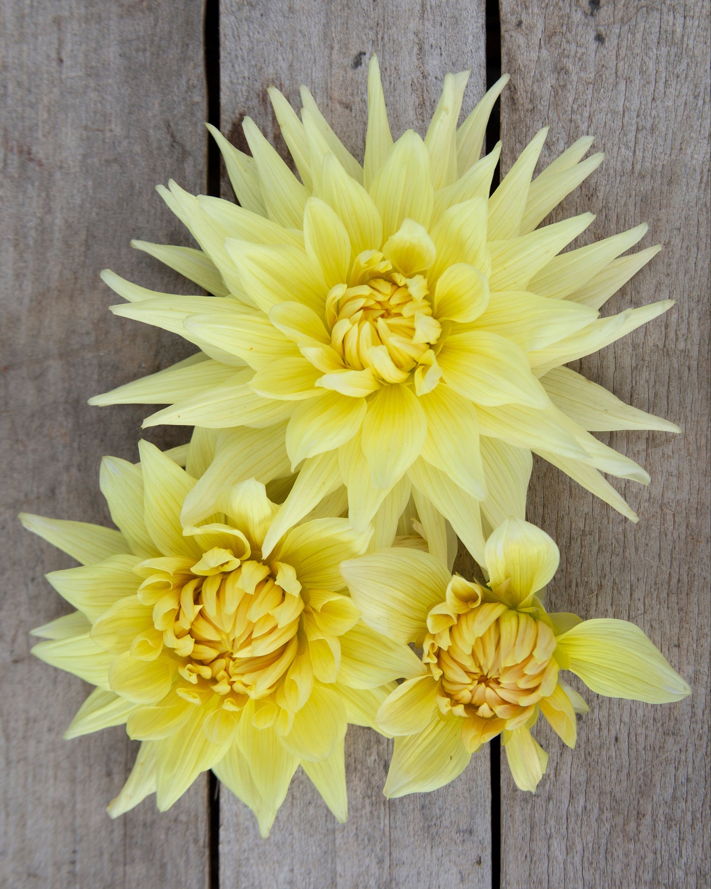 Three yellow flowers on a wooden surface