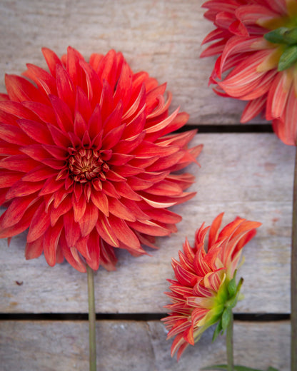 Three red and orange flowers on a wooden surface