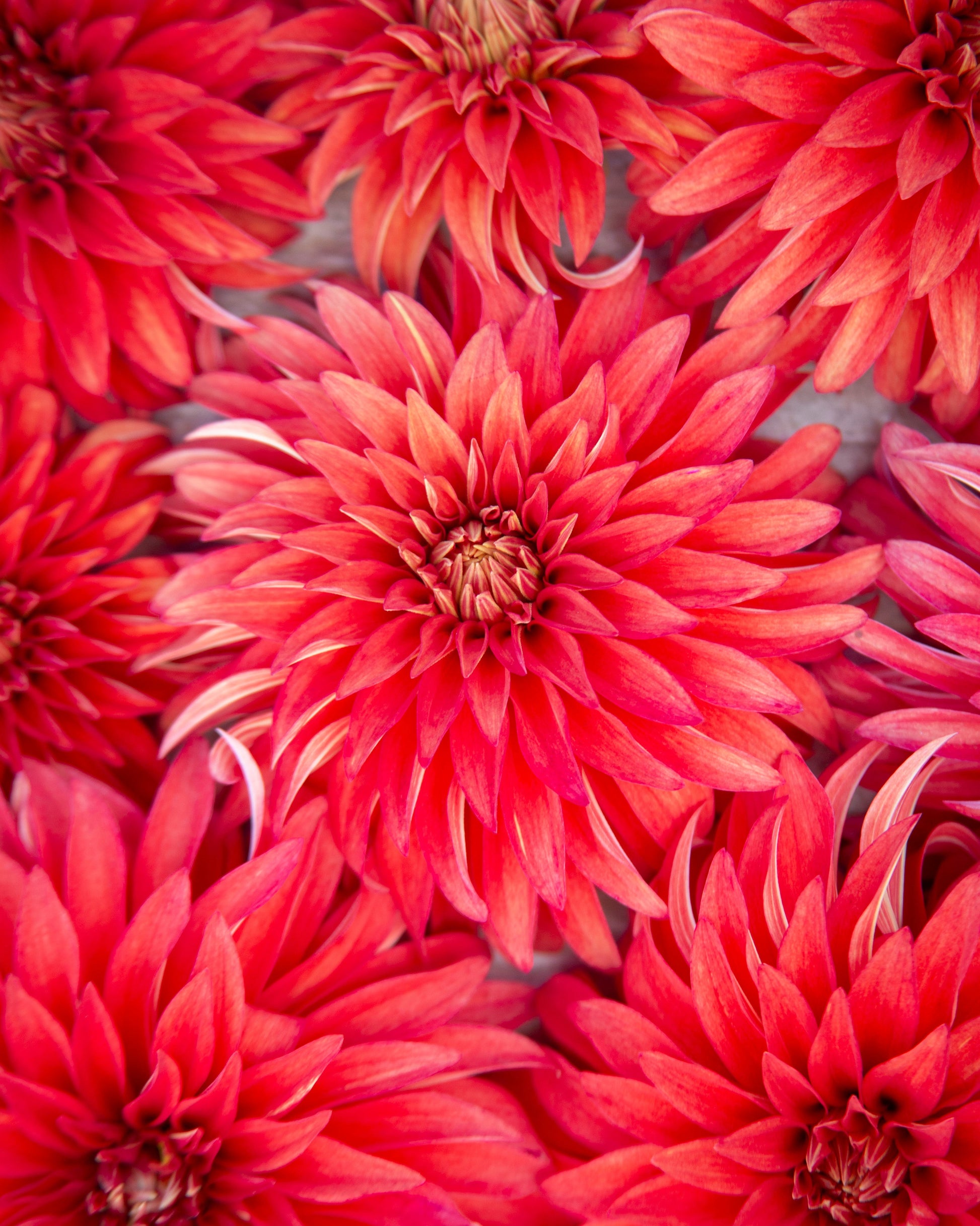 Close-up of vibrant pink flowers with a soft focus background