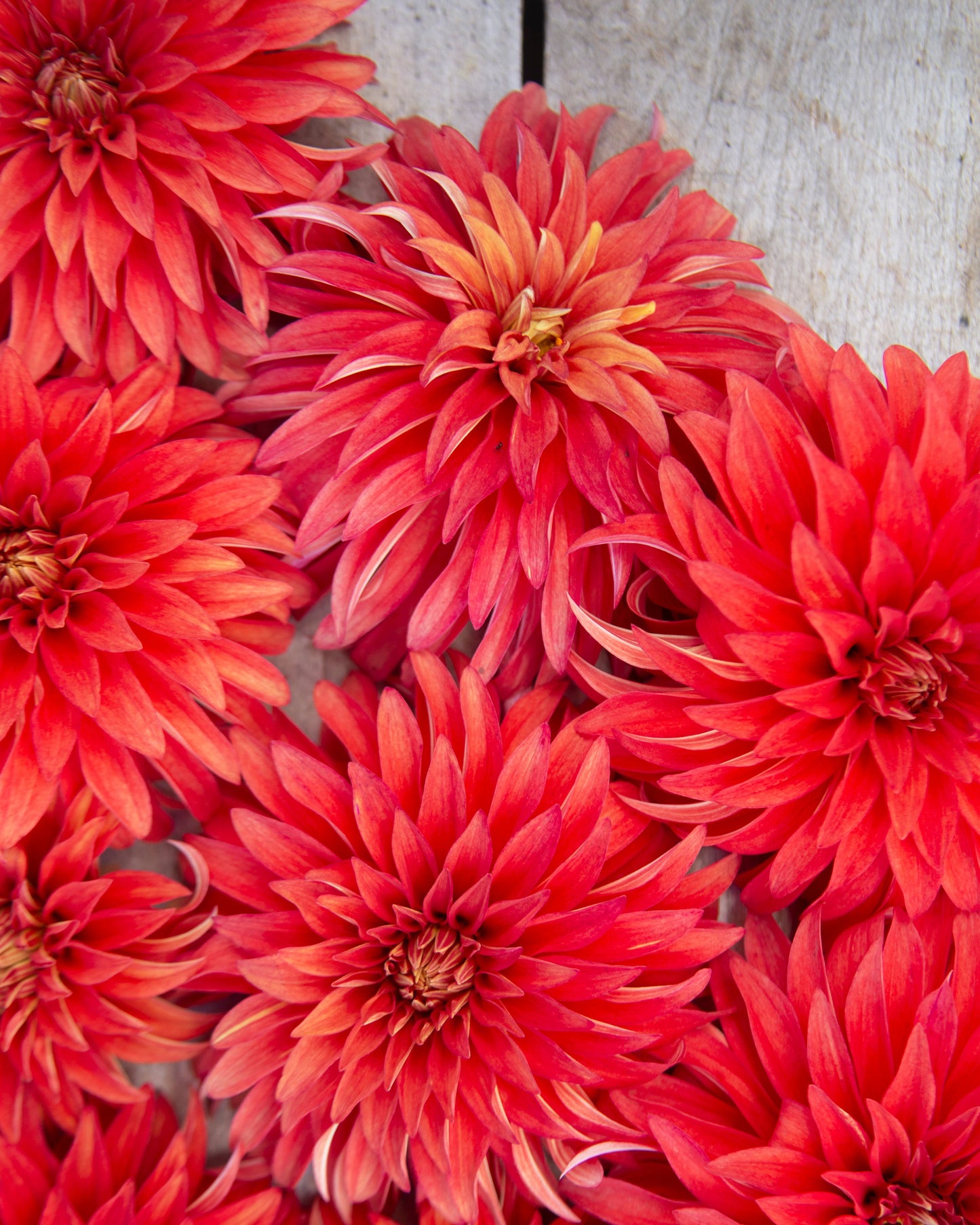 Close-up of vibrant red flowers on a wooden surface