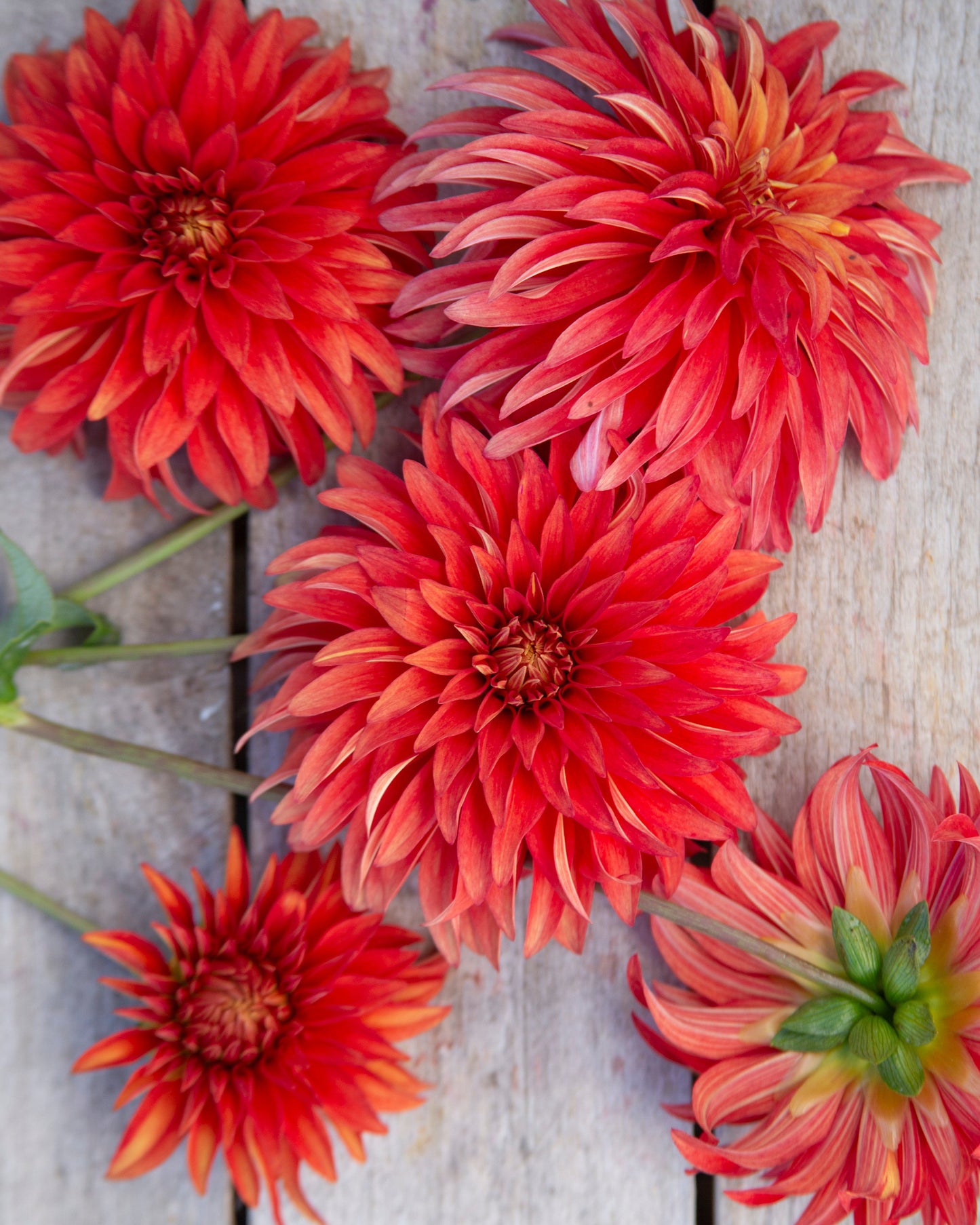 Red and orange flowers on a wooden surface