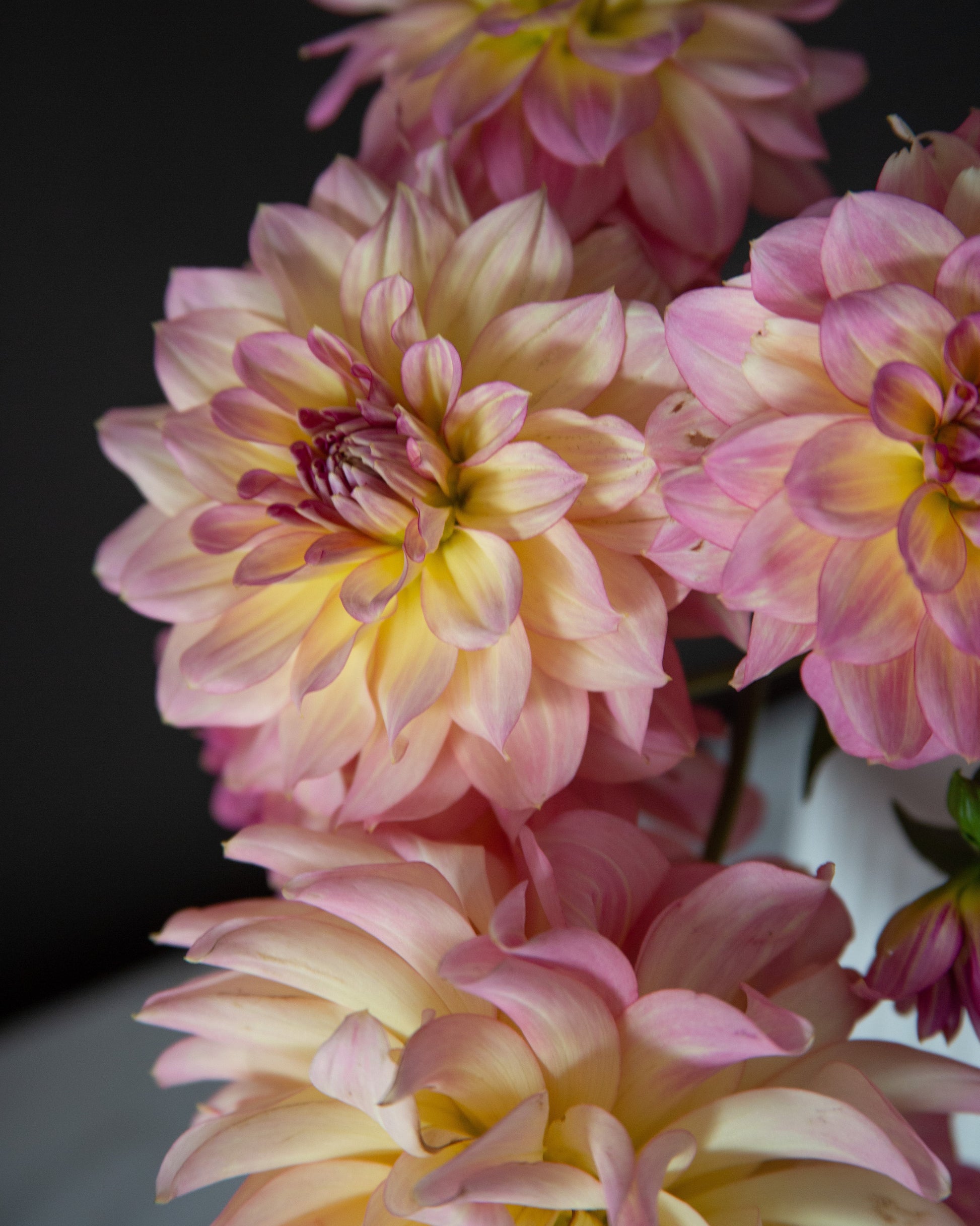 Close-up of pink and yellow dahlias with a blurred background