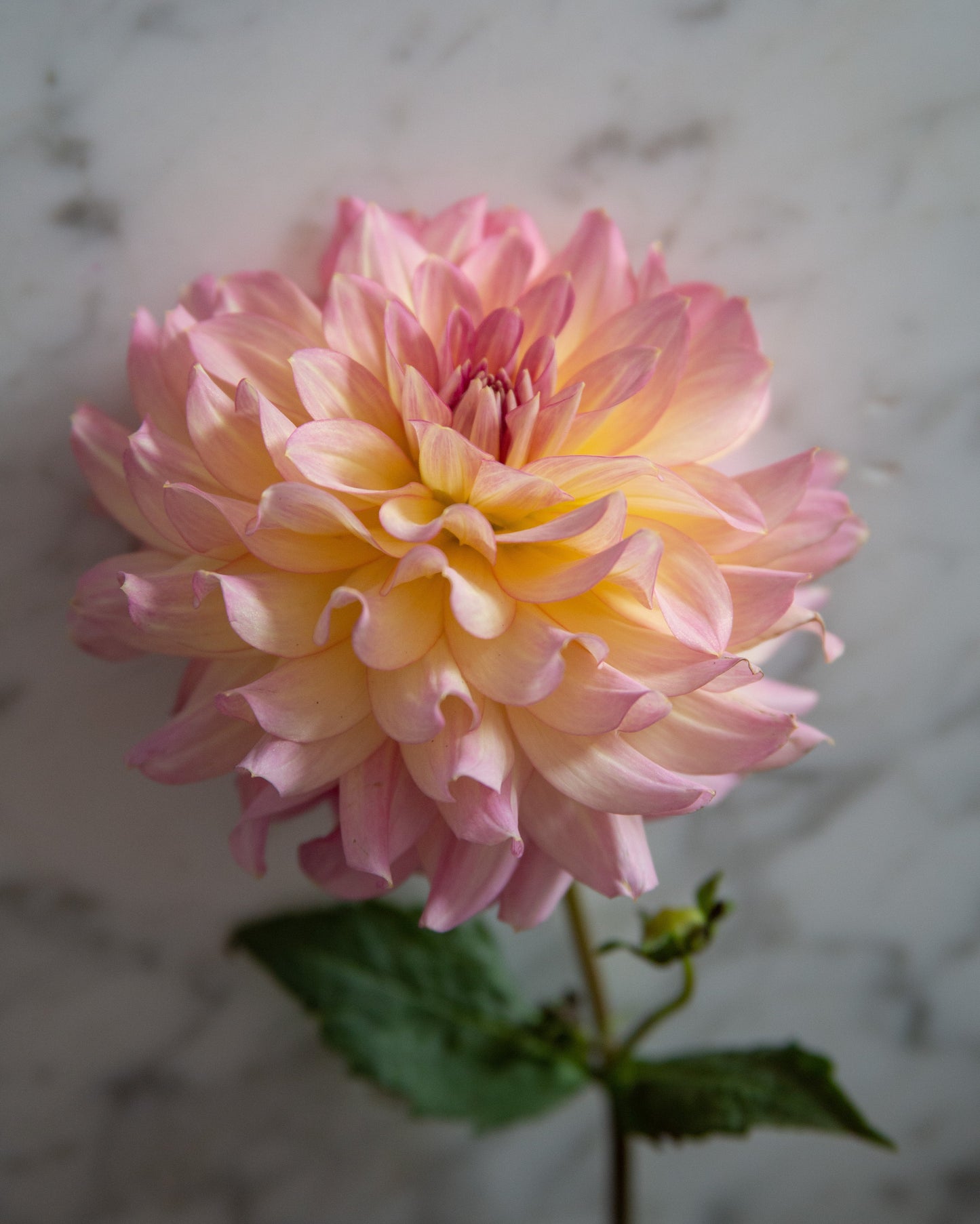 Pink and yellow flower on a marble background