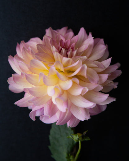 Pink flower with green stem on a black background