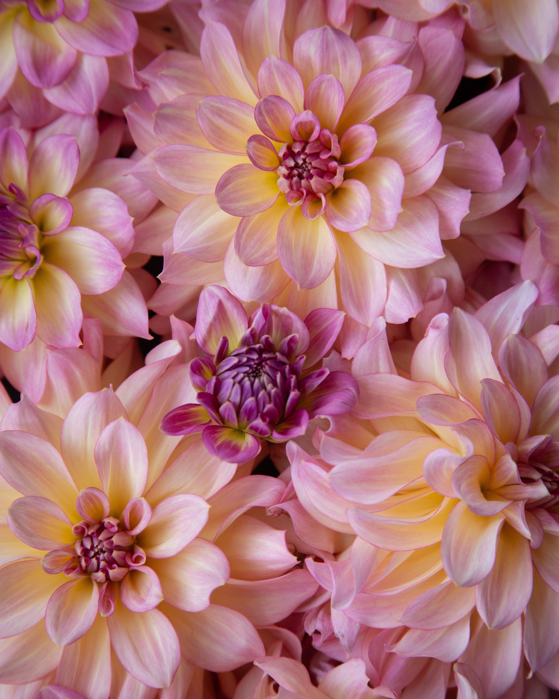 Close-up of pink and yellow flowers with a soft focus effect