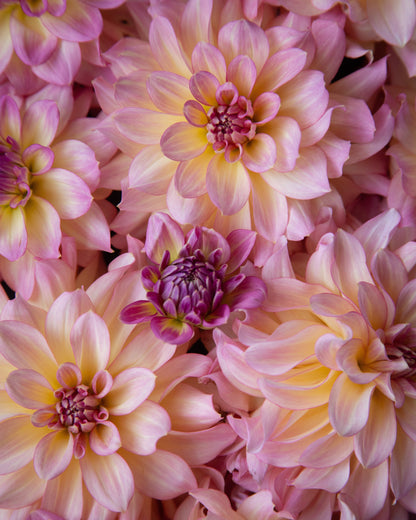 Close-up of pink and yellow flowers with a soft focus effect
