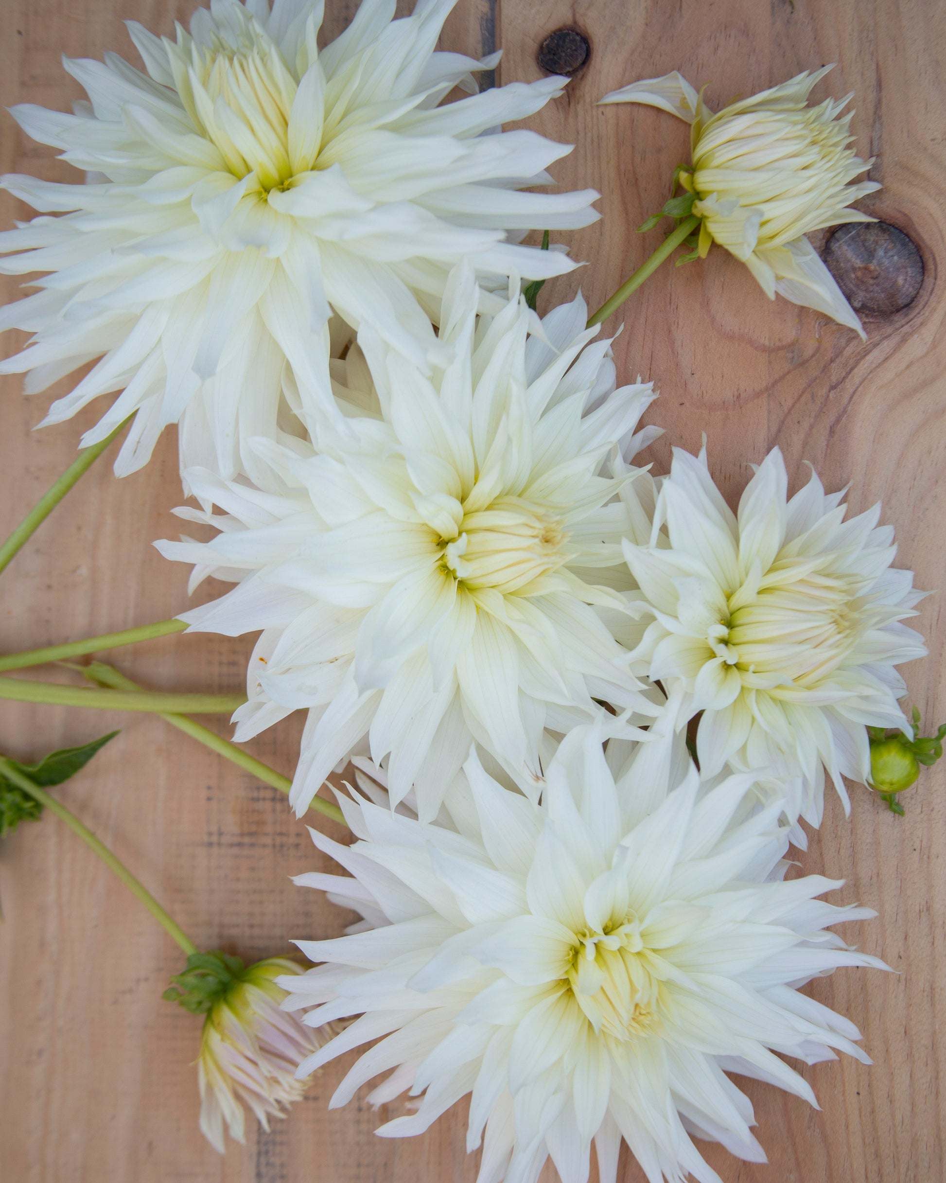 White dahlias on a wooden surface