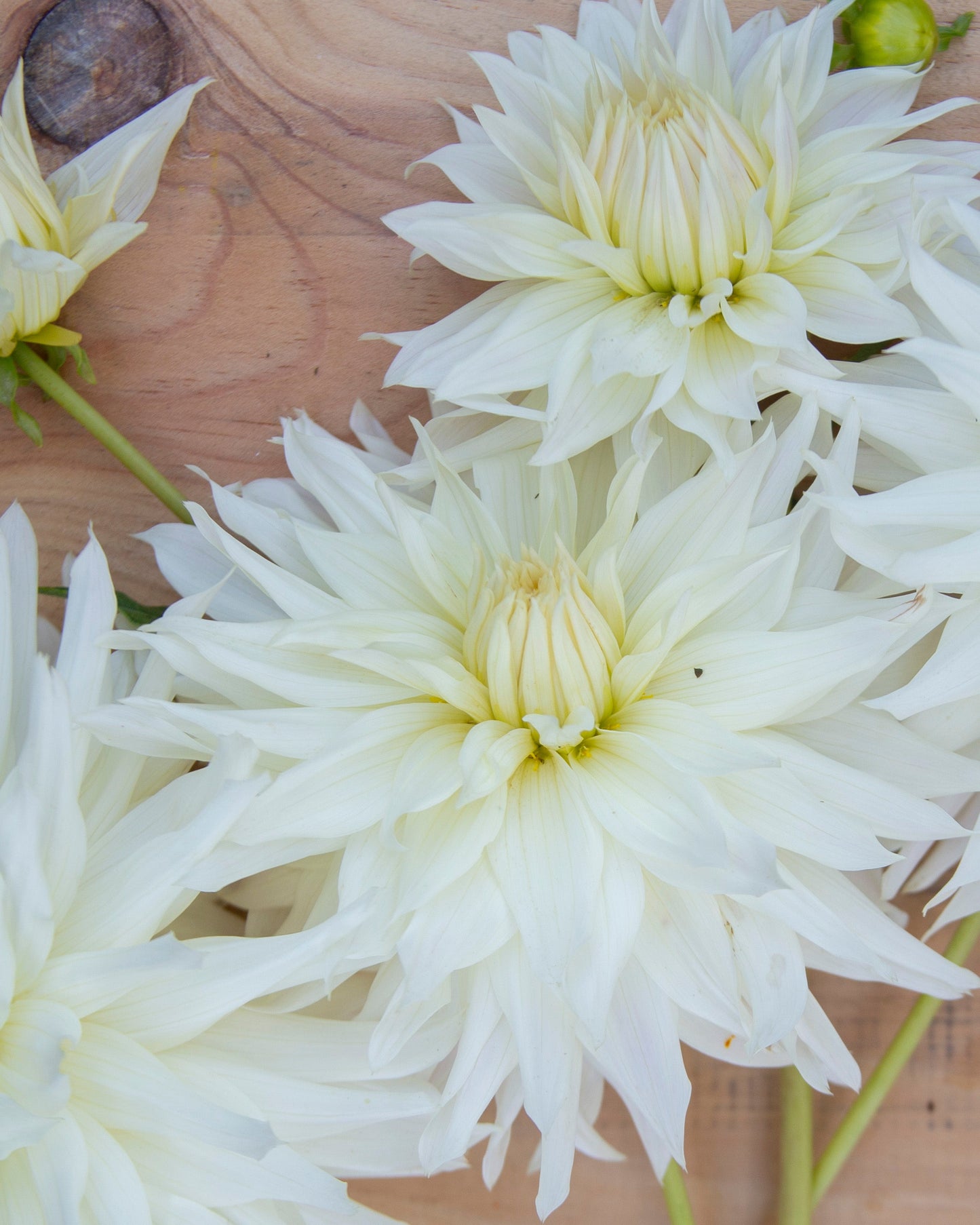 White flowers on a wooden surface