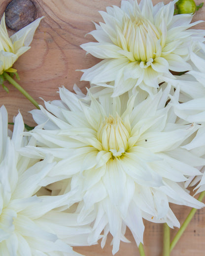 White flowers on a wooden surface