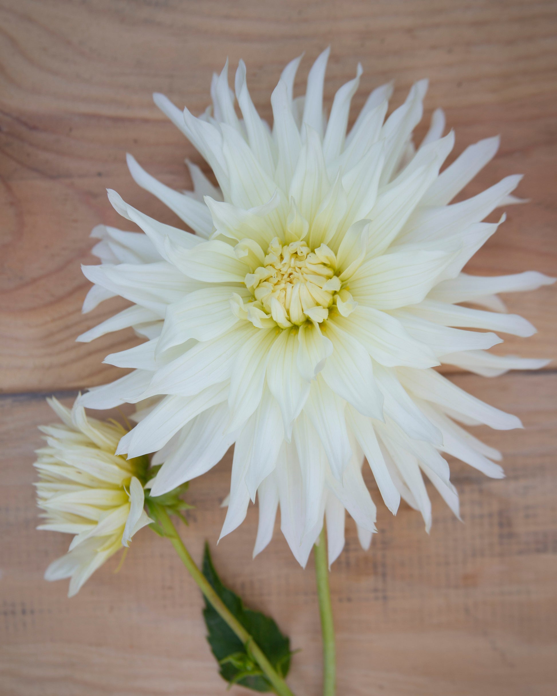 Two large white flowers on a wooden surface